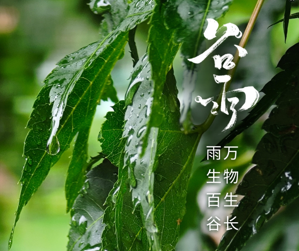 今日谷雨 | 雨生百谷 万物生长 